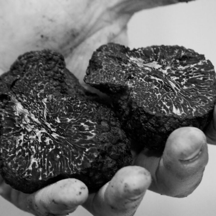 Truffe noire fraîche en morceaux – Tuber Melanosporum